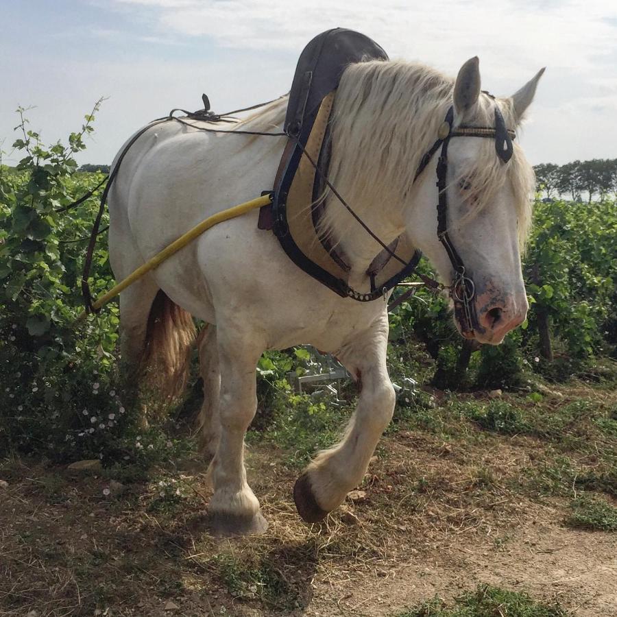 Mont-Saint-Jean  Vineyard Garden Studio מראה חיצוני תמונה